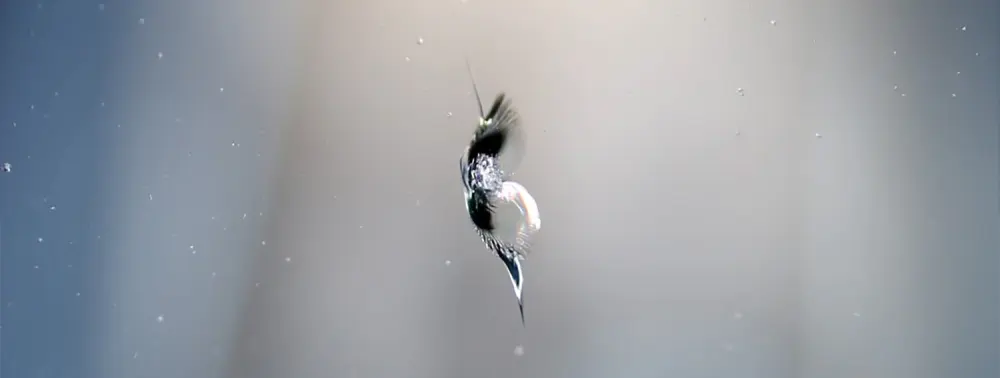 Windscreen chip before repair